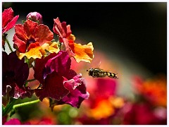 072 Flowers and Bugs in the Garden June  Hoverfly on Nemesia