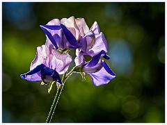 073 Flowers and Bugs in the Garden June  Sweetpea