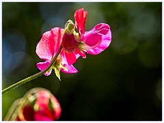074 Flowers and Bugs in the Garden June  Sweetpea