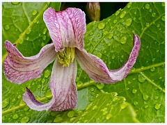 075 Flowers and Bugs in the Garden June  Clematis on Caster Oil Plant
