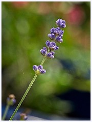 076 Flowers and Bugs in the Garden June  Lavender