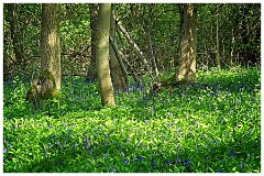 Bluebell Walk 02