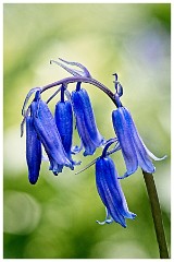 Bluebell Walk 04