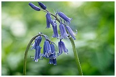 Bluebell Walk