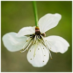 Bluebell Walk 08