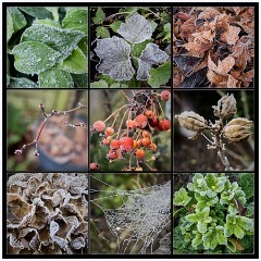 December - Frosty Morning