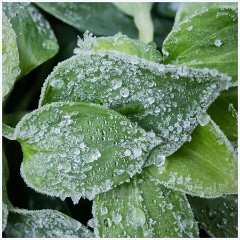 Last Day of the Year 002  Alstroemeria Leaves