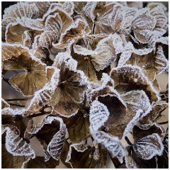 Last Day of the Year 003  Hydrangea Flower Head