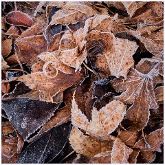 Last Day of the Year 006  Leaves