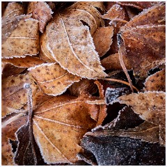 Last Day of the Year 007  Leaves