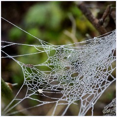 Last Day of the Year 009  Cob web