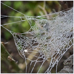 Last Day of the Year 010  Cob web