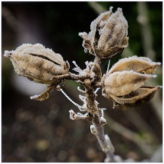 Last Day of the Year 012  Seed Heads