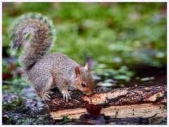 Norfolk 005  Squirrel