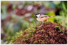 Norfolk 007  Nuthatch