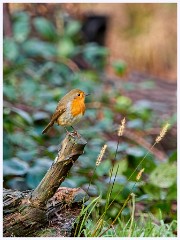Norfolk 008  Robin