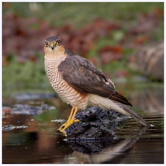 Norfolk 009  Sparrowhawk