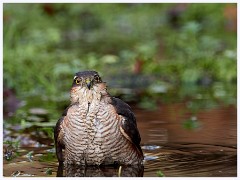Norfolk 010  Sparrowhawk bathing