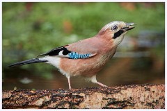 Norfolk 012  Jay