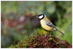 Norfolk 013  Great Tit