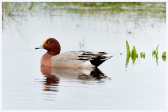 Norfolk 015  Widgeon - Holkham