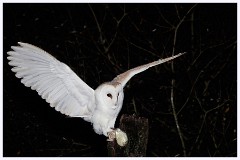 Norfolk 016  Barn Owl