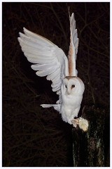 Norfolk 017  Barn Owl