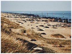 Norfolk 019  Horsey Seal Colony