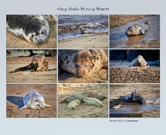 Norfolk 020  Grey Seals