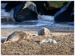 Norfolk 021  Grey Seals