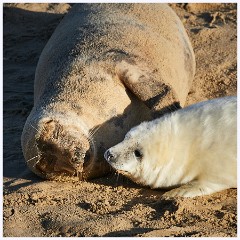 Norfolk 022  Grey Seals - Mother and Baby