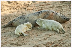 Norfolk 023  Grey Seals