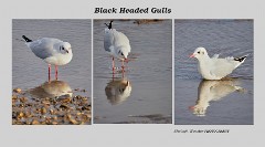 Norfolk 028  Brancaster Straithe -  Redshank - Knot  - Common Gull