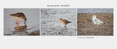 Norfolk 030  Brancaster Straithe -  Redshank - Knot  - Common Gull