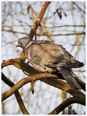 Norfolk 034  Thornham Nature Reserve - Colourful Pidgeon