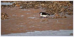 Norfolk 036  Thornham Nature Reserve - Oystercatcher