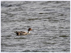 Norfolk 040  Thornham Nature Reserve - Pintail