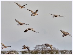 Norfolk 041  Canada Geese
