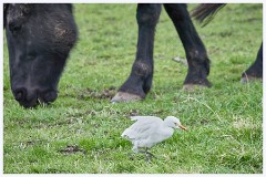 Norfolk 044  Horse with Cattle Egret