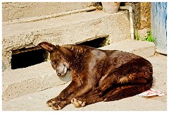 India Delhi 19  Sleeping Dog