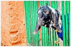 India Delhi 25  A Goat Checking up on What is going on in the Street