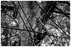 India Delhi 38  Plenty of these Sitting in the Trees