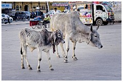 India Jaisalmer 10  Cows and Traffic