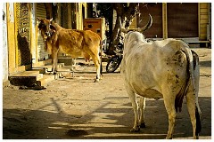 India Jaisalmer 21  Cows returning home for Food and Milking