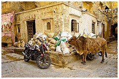India Jaisalmer 37  Cows also at the Fort