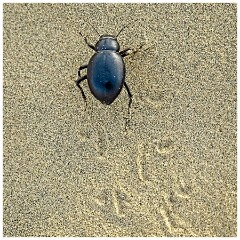 India Jaisalmer 81  A Large Beetle in the Sand