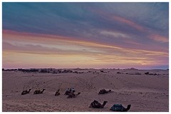 India Jaisalmer 86  Last of the Sun back to our Camels for the Ride back to our Bus