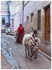 Jodhpur Day 1 016  The Donkeys Carry the Concrete to the Building Site