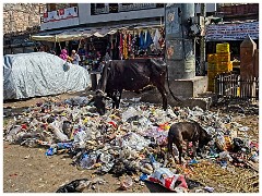 Jodhpur Day 2 035  What a Mess