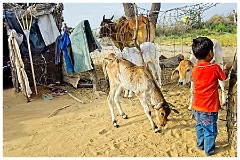 Journey from Jaisalmer to Jodhpur 08  The Younger Brother at Home   - Sudokar